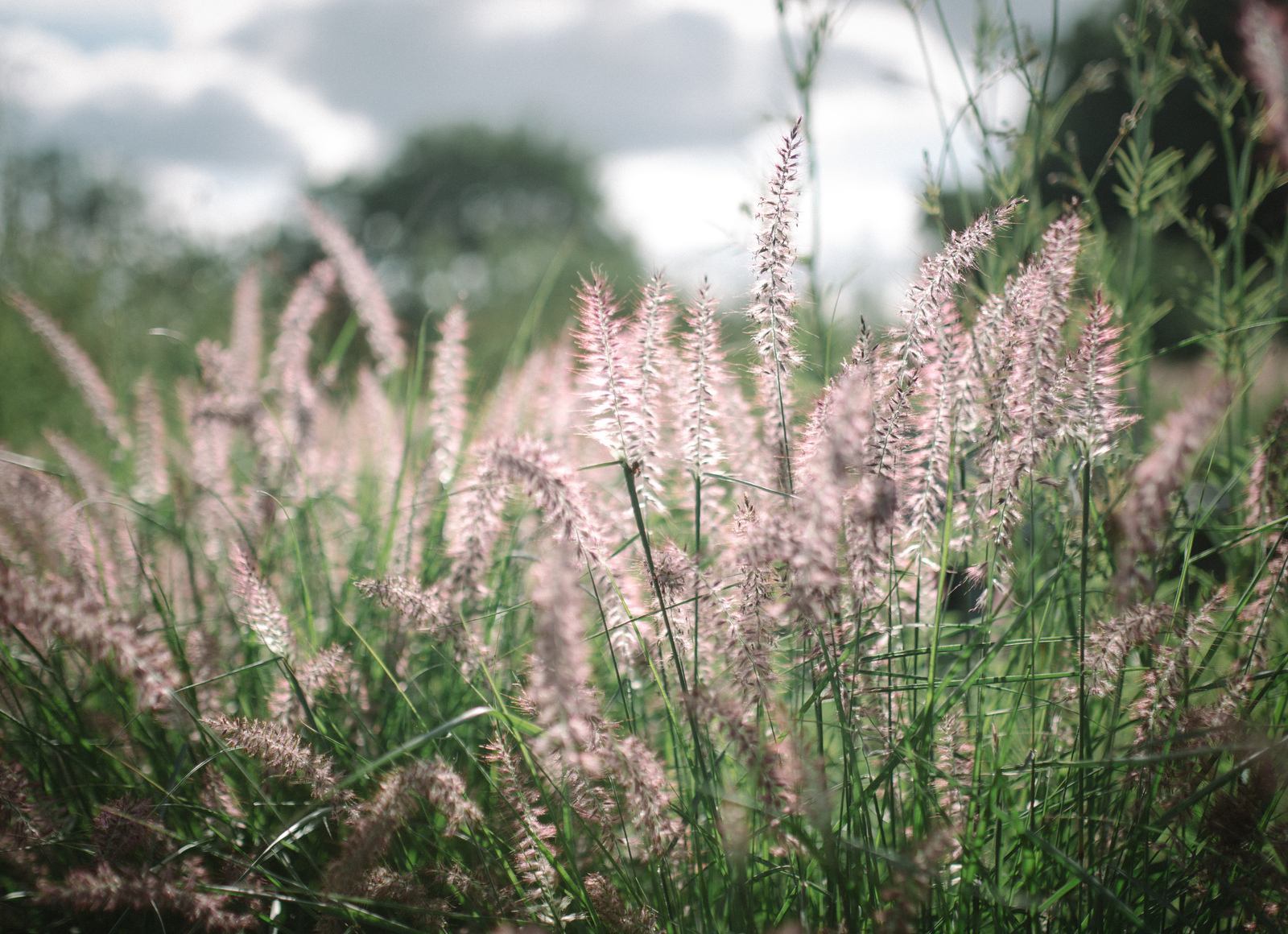 Douceur, Le Jardin de Marie Douceur, Le Jardin de Marie