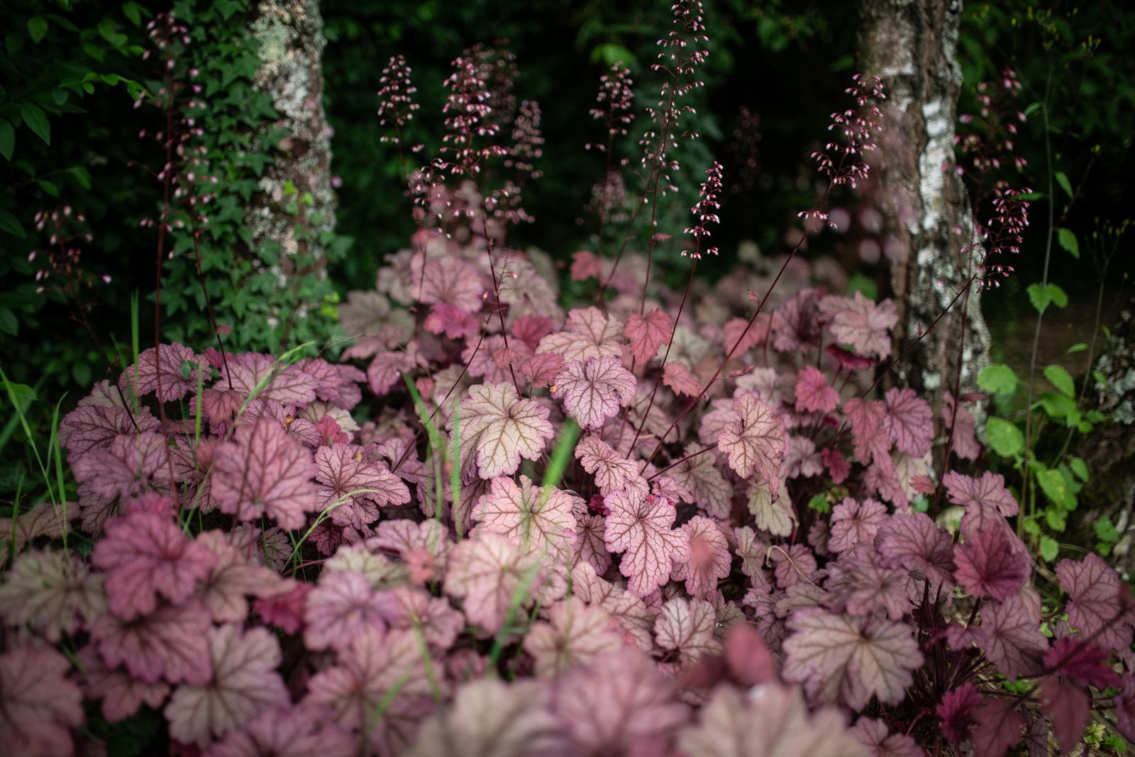 Végétation féérique, Le Jardin de Marie