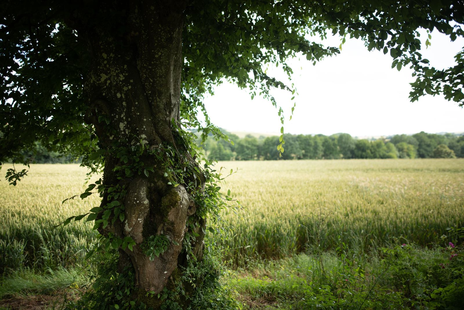 Paysage du Berry, Le Jardin de Marie