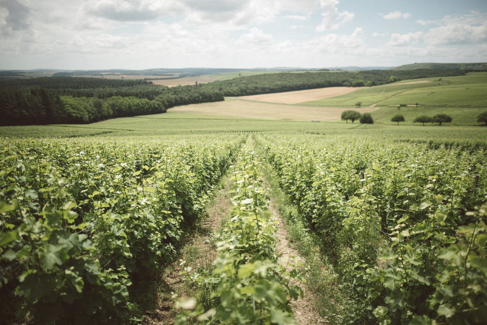 Dans les vignes du Berry