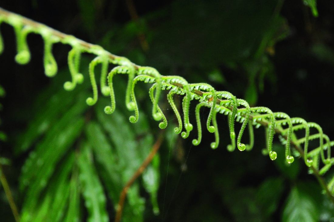 Fougere, Rio céleste, Costa rica