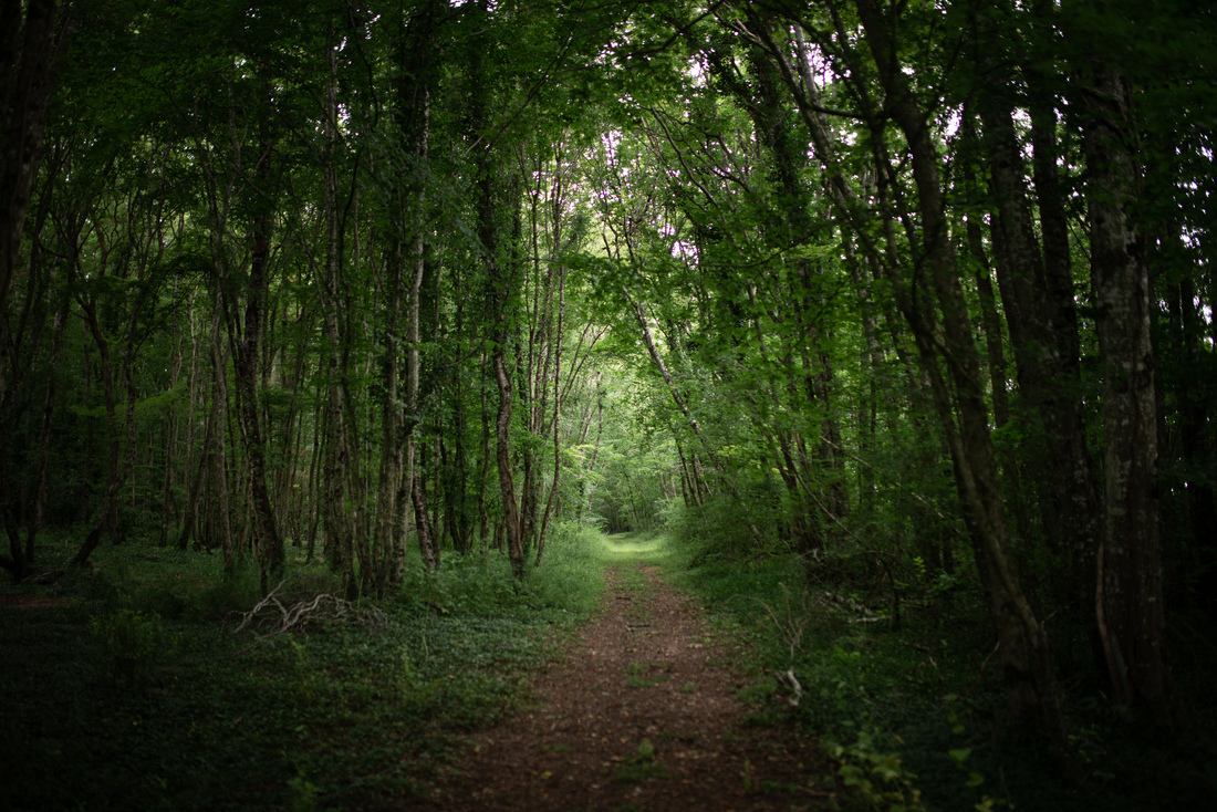 Tunnel végétal, Château de Pesselières
