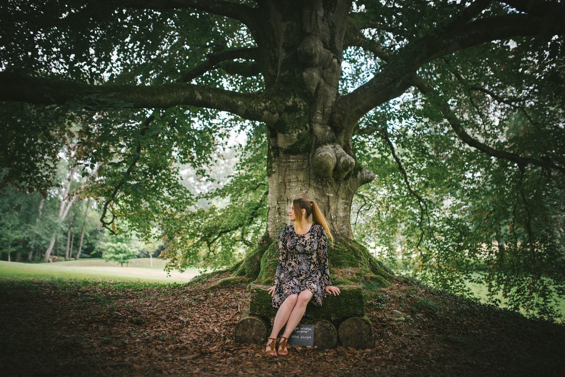 Hêtre pourpre plus que centenaire, Château de Pesselières