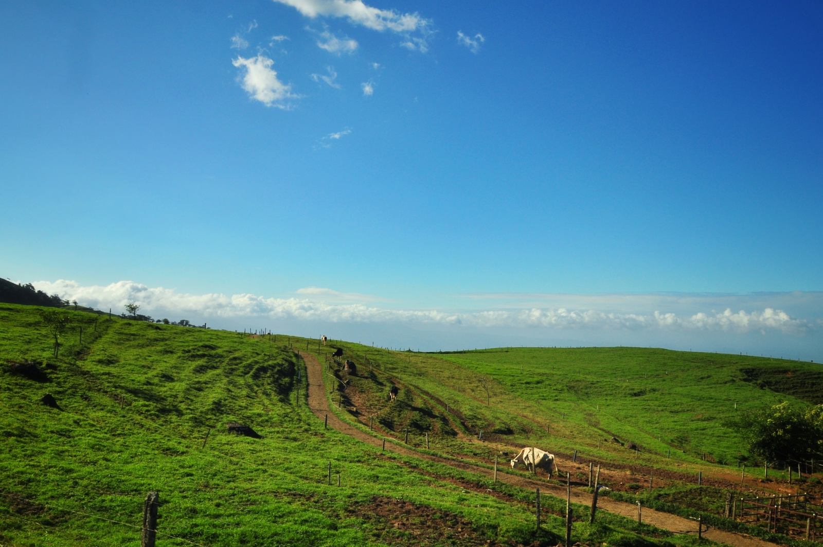Route de Monteverde à San José, Costa Rica