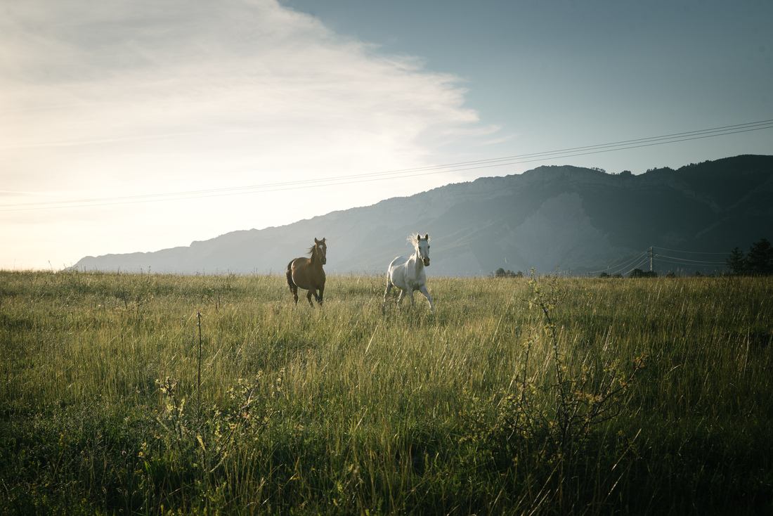 Chevaux au galop dans la campagne 