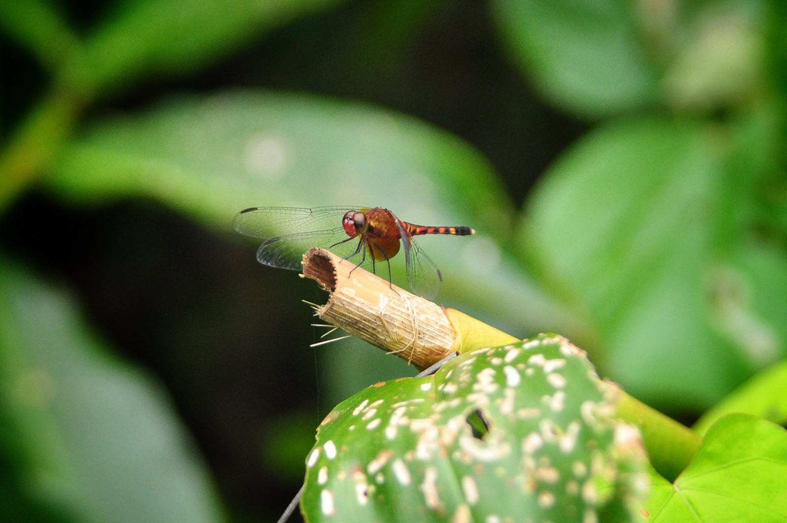 Libellule, Tortuguero, Costa Rica