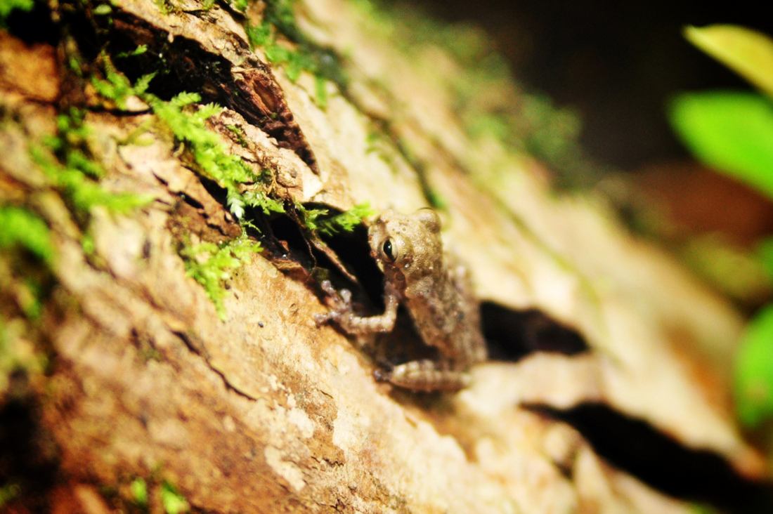 Petite grenouille de Tortuguero, Costa Rica