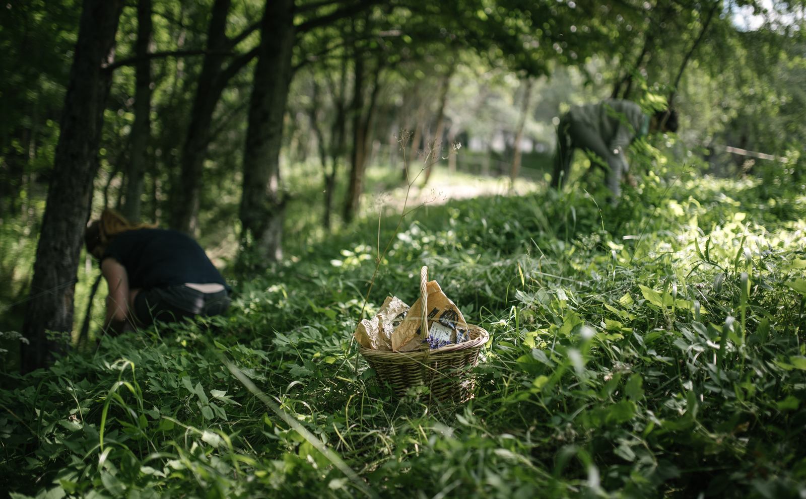 Cueillette de feuilles d'épinard