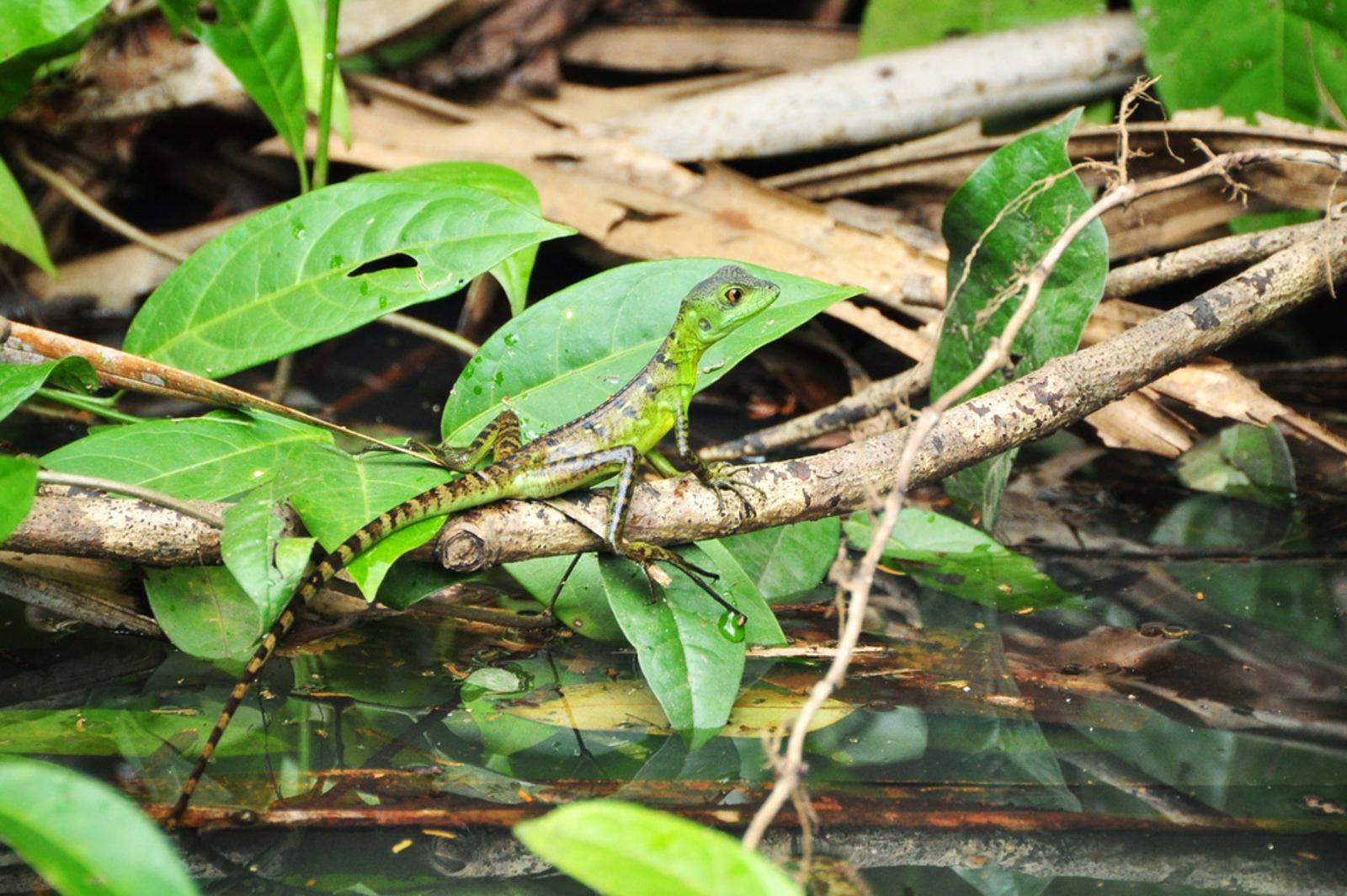 Basilic à Tortuguero, Costa Rica