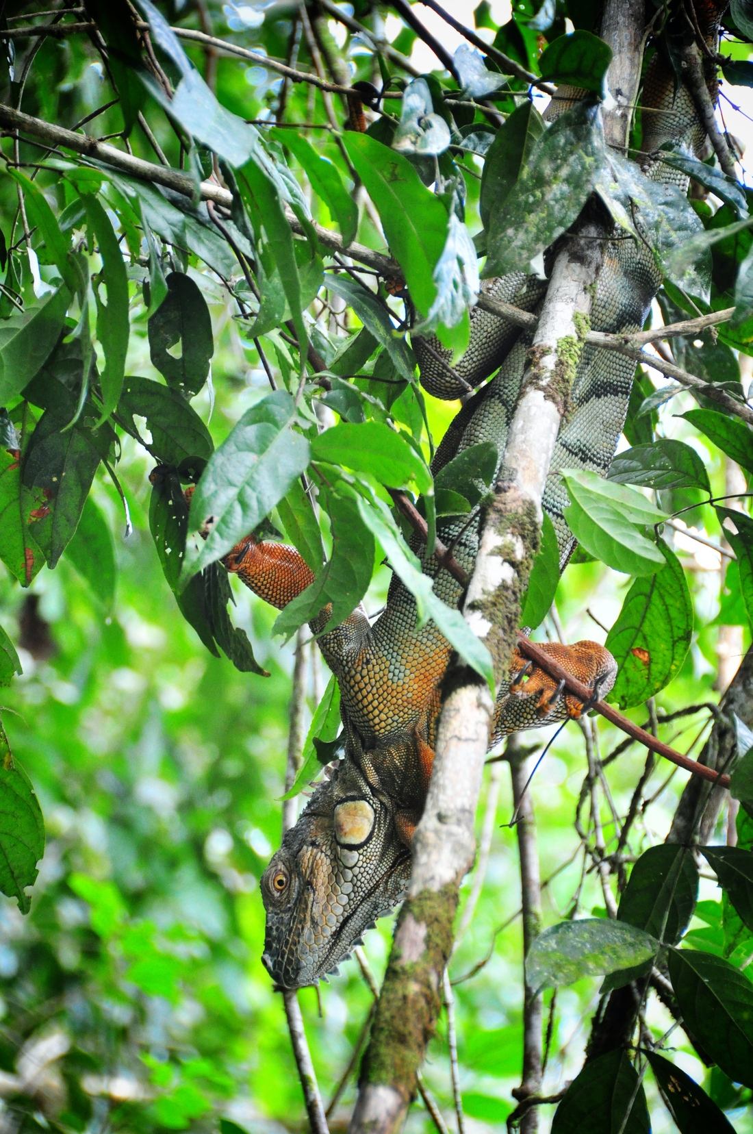 Iguane à Tortuguero, Costa Rica