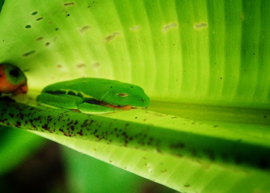 Grenouille verte Tortuguero Costa Rica