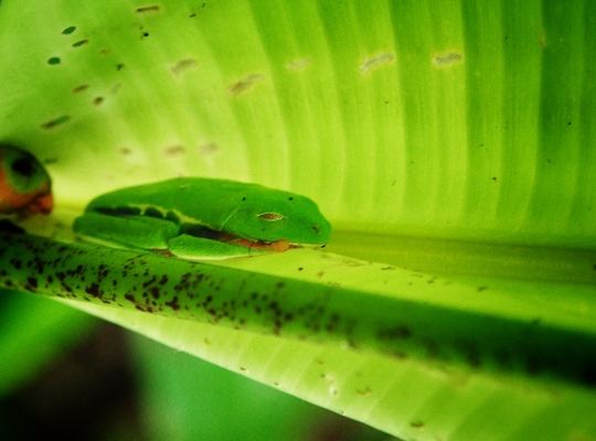 La faune de Tortuguero au Costa Rica