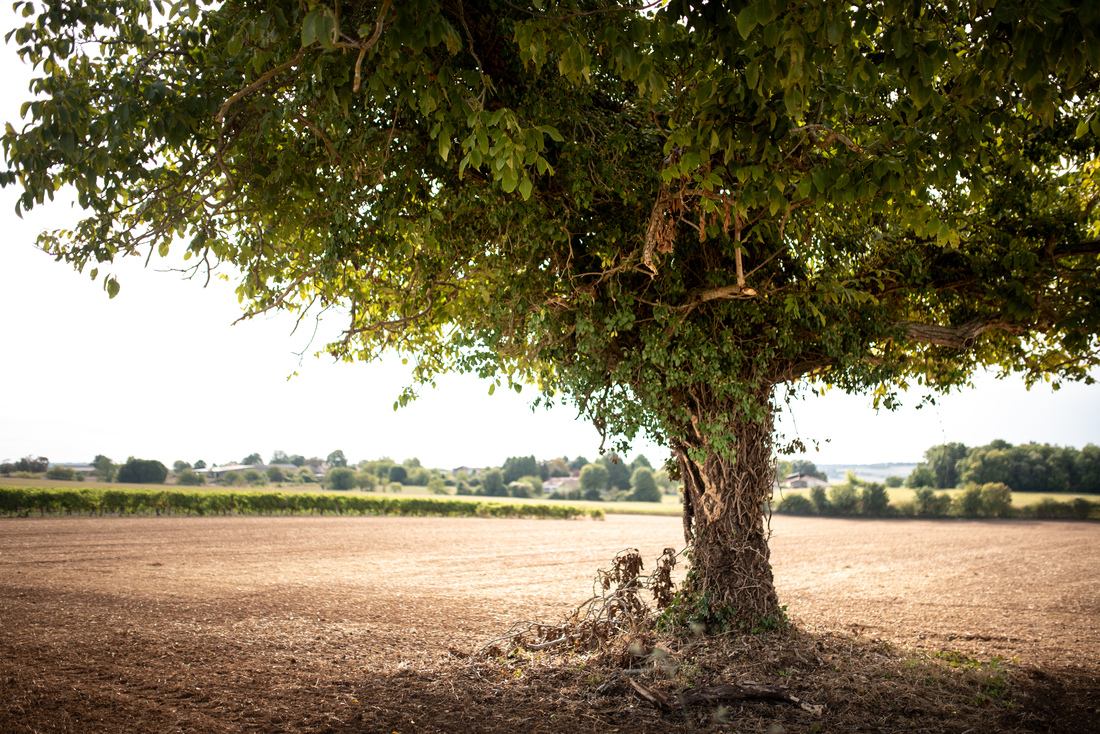 Paysage champêtre des Charentes 