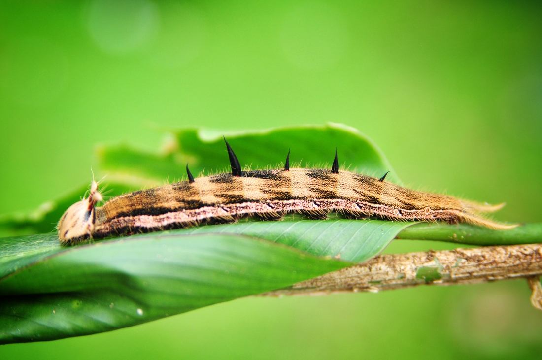 Chenille du Costa Rica, Tortuguero