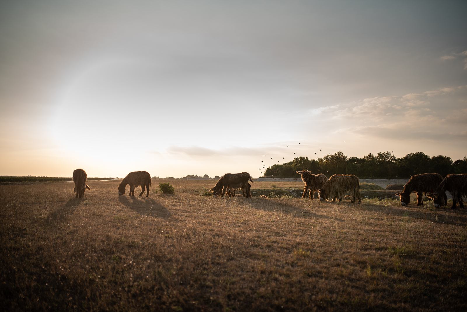 Quelques ânes qui broutent le long de la route 