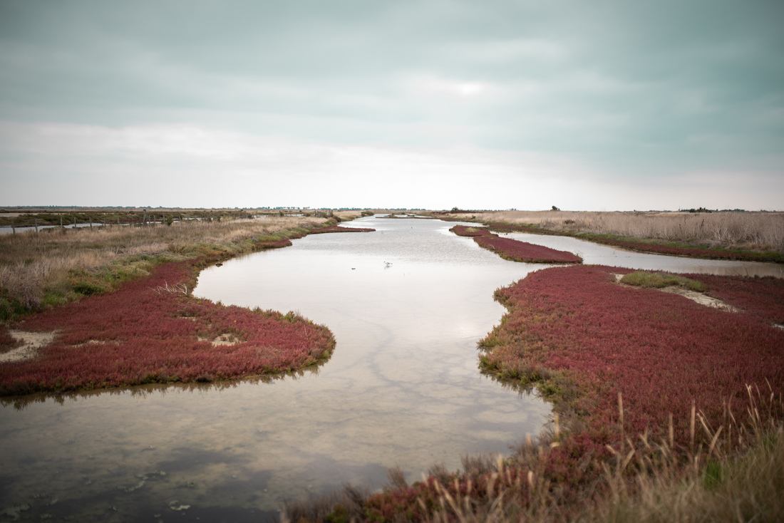 Dans le parc Lilleau des Niges 