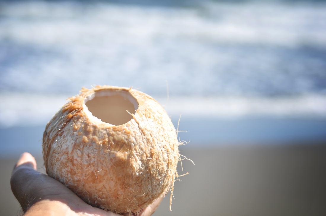 Noix de coco, Tortuguero, Costa RIca