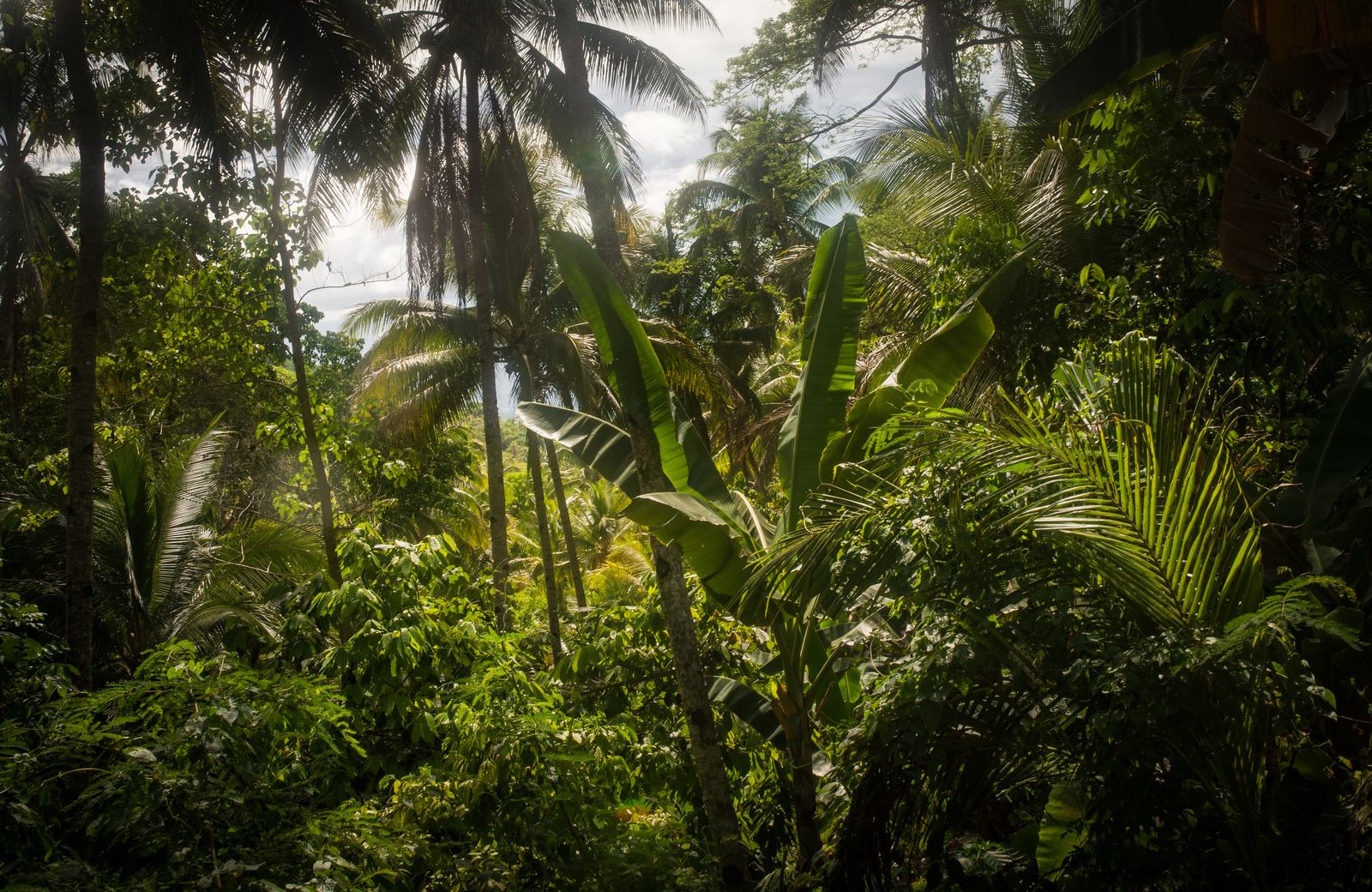La jungle depuis notre hôtel