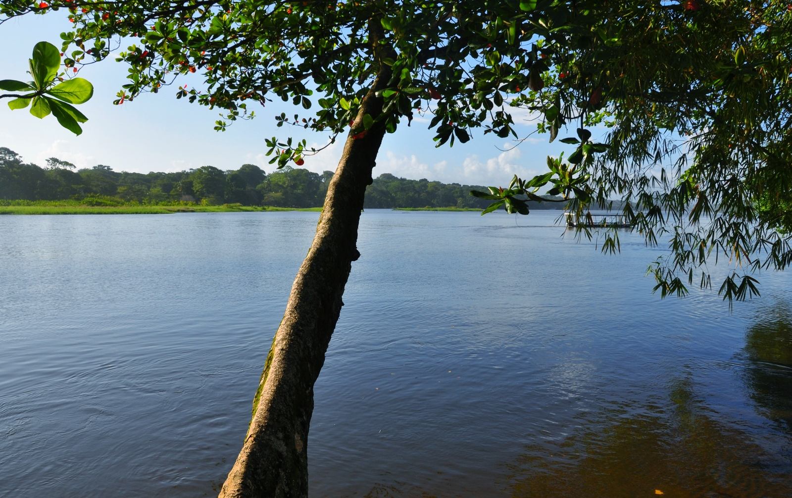 Rivière tranquille, Tortuguero, Costa RIca