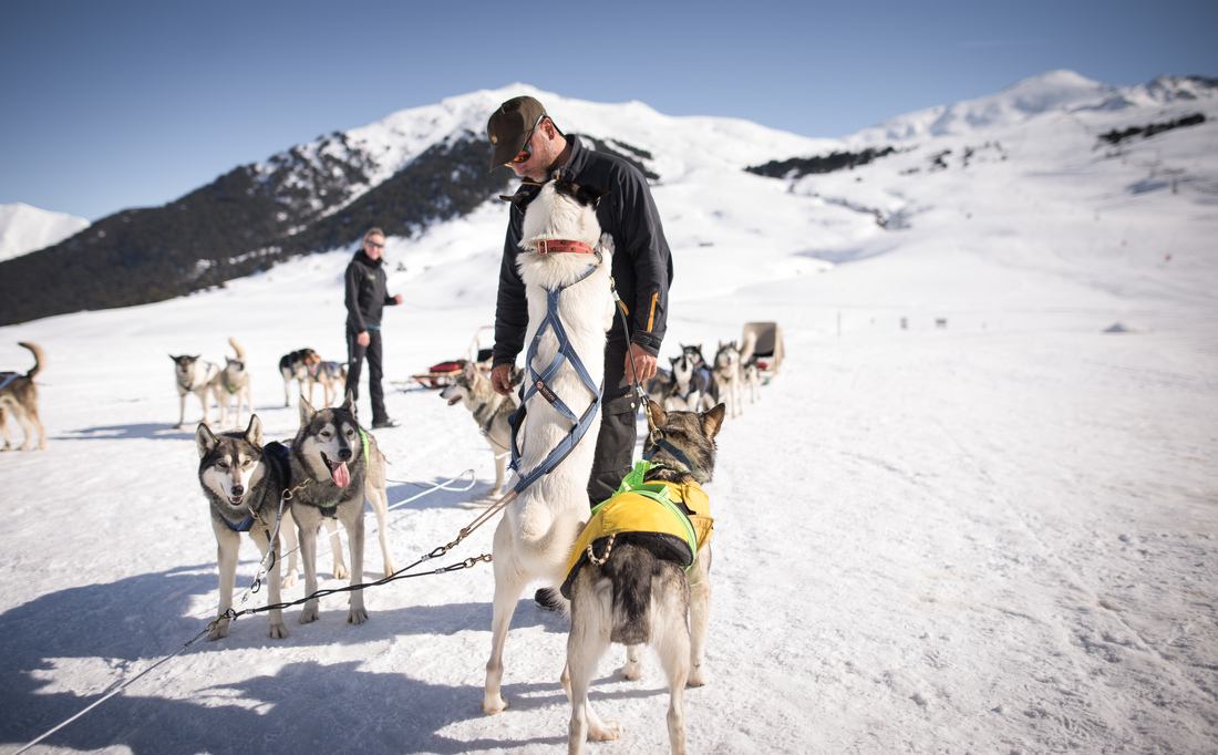Le musher et ses chiens