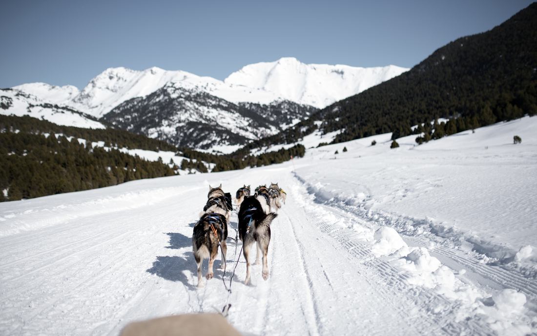 Départ pour la course en chien de traineau