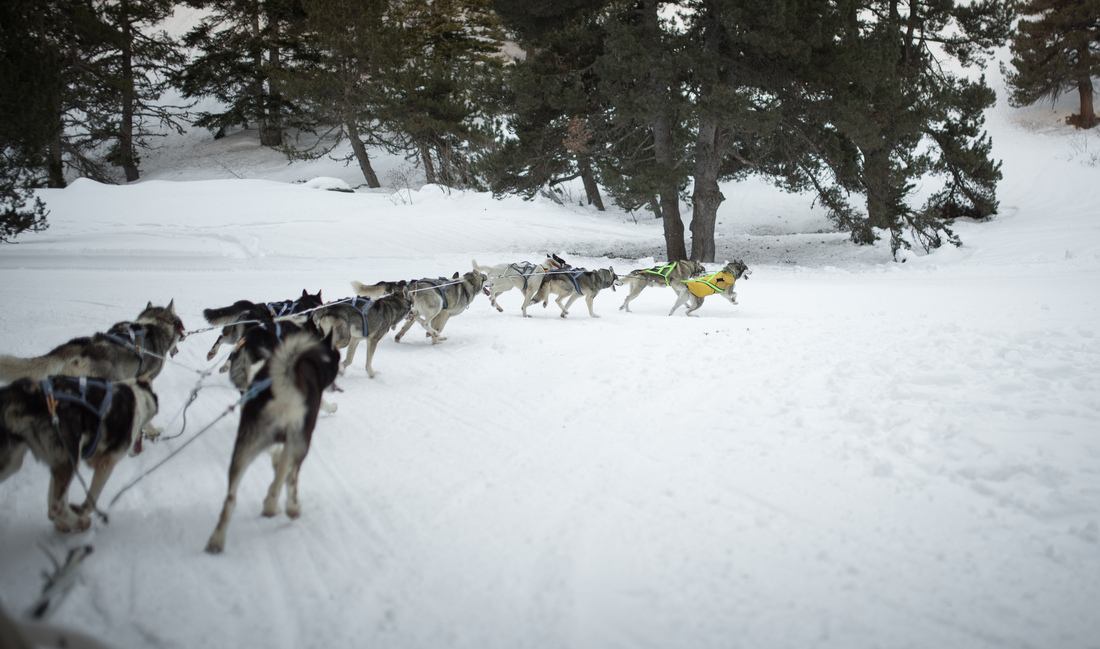 Notre attelage de chien de traineau