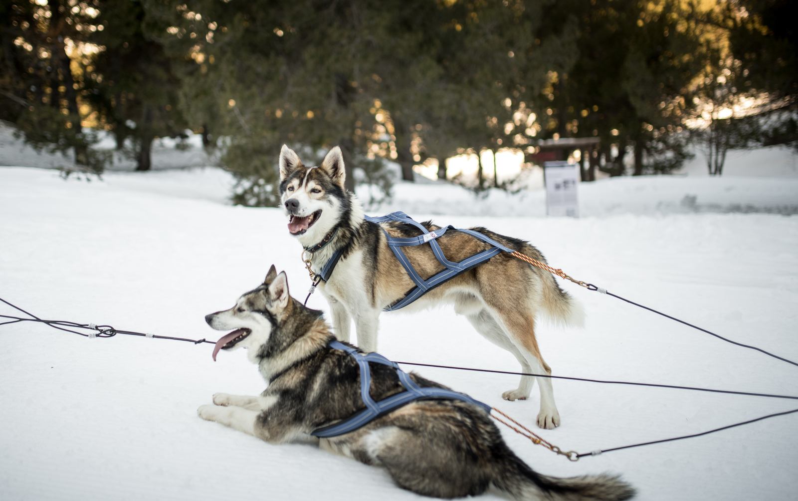 Un peu de repos après nous avoir traîné dans la foret 
