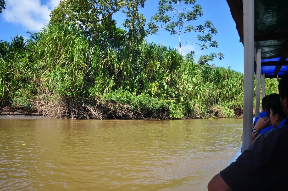 Traversée de la rivière, Tortuguero