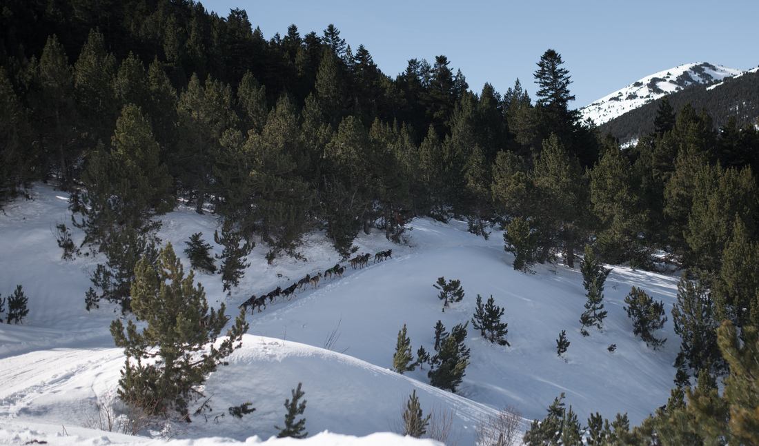 Chiens de traineau dans les Pyrénées