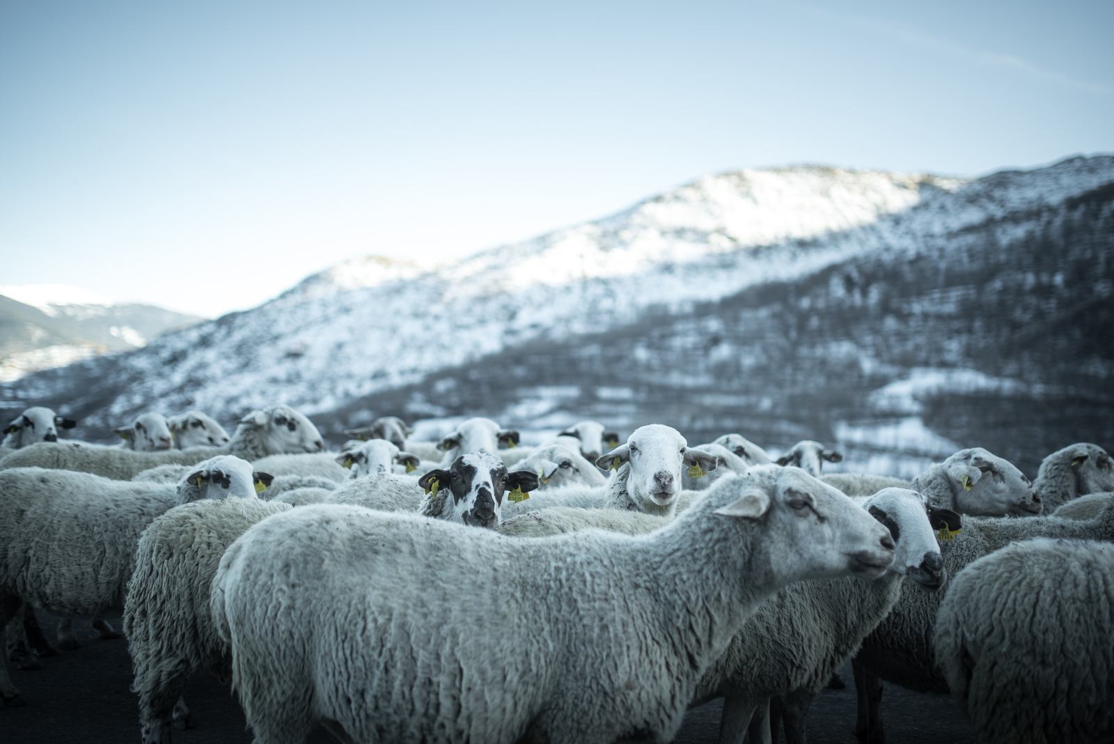Bloqué dans un bouchon... des Pyrénées