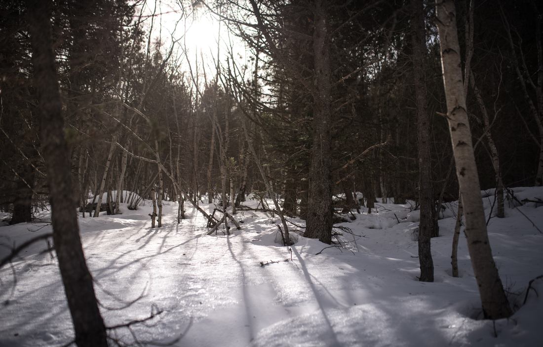 Végétation du Parc National d’Aigüestortes