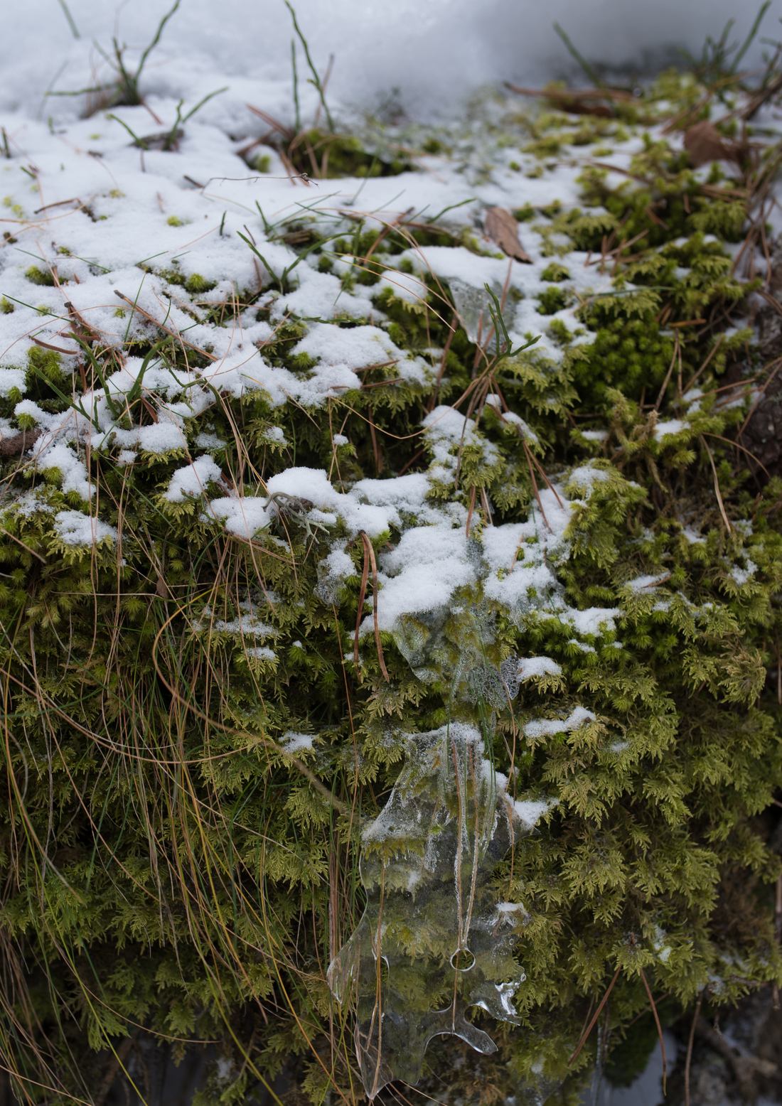 Sous la neige, les plantes réapparaissent