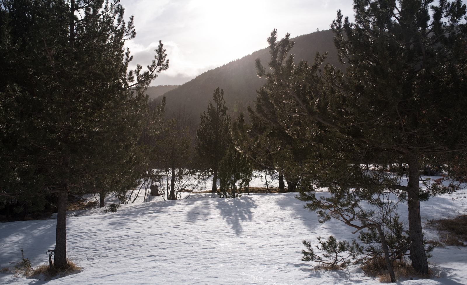 Pins, Pyrénées Catalanes