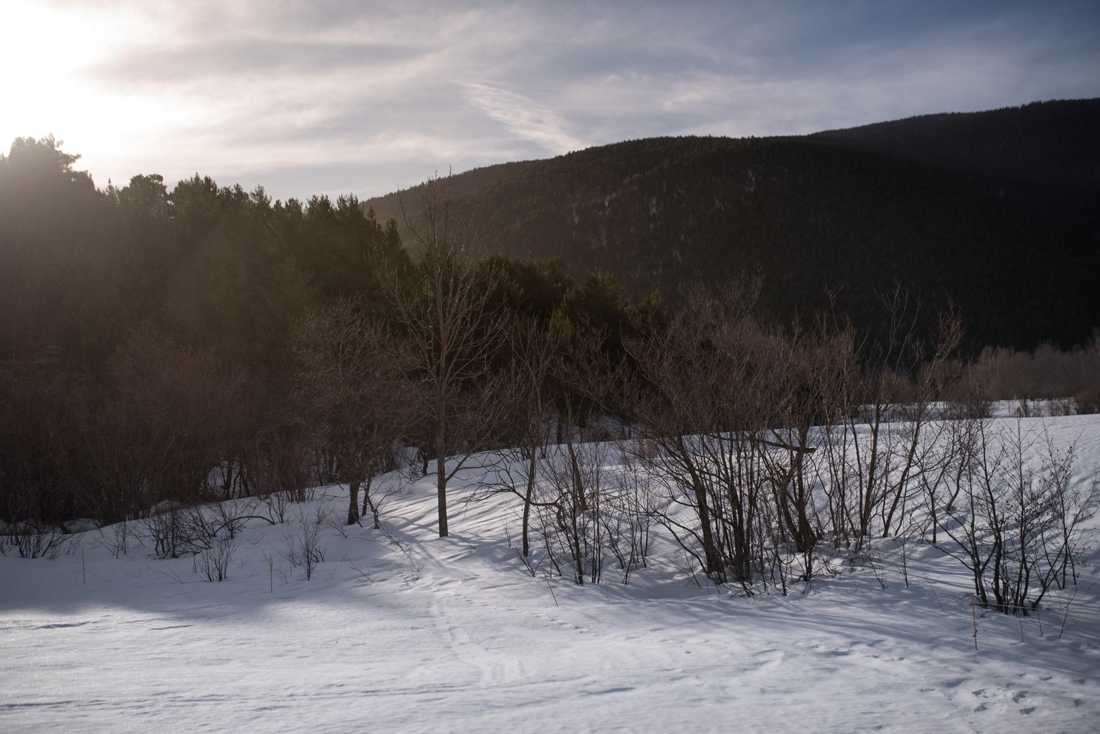Lever de soleil sur la forêt