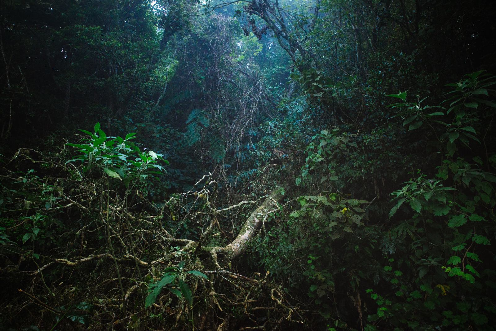 L'étrange forêt des Makes