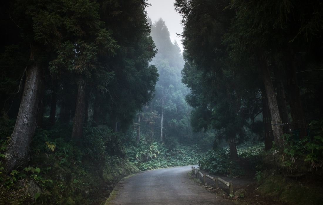 Route au milieu de la forêt des Makes