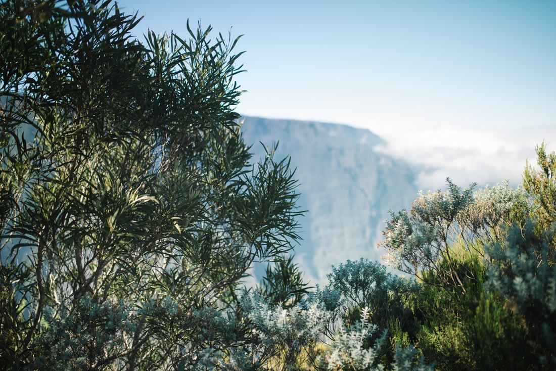 La végétation sur la route du Volcan
