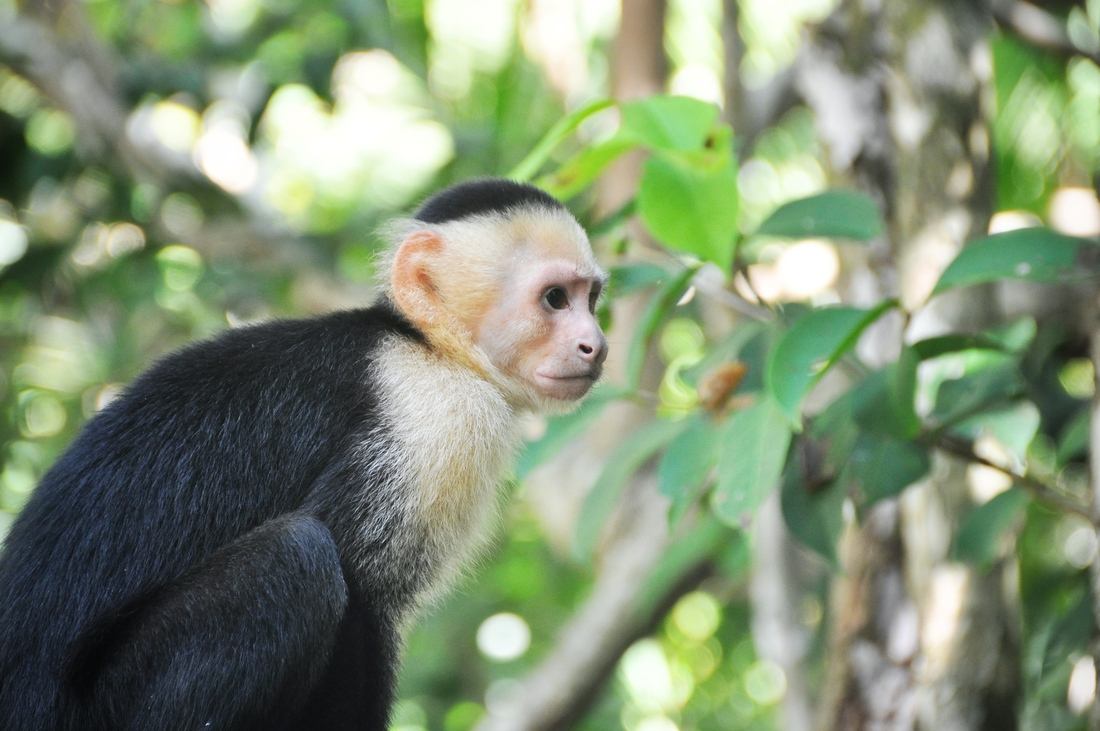 Singe dans ses pensées, Parc Manuel Antonio au Costa Rica