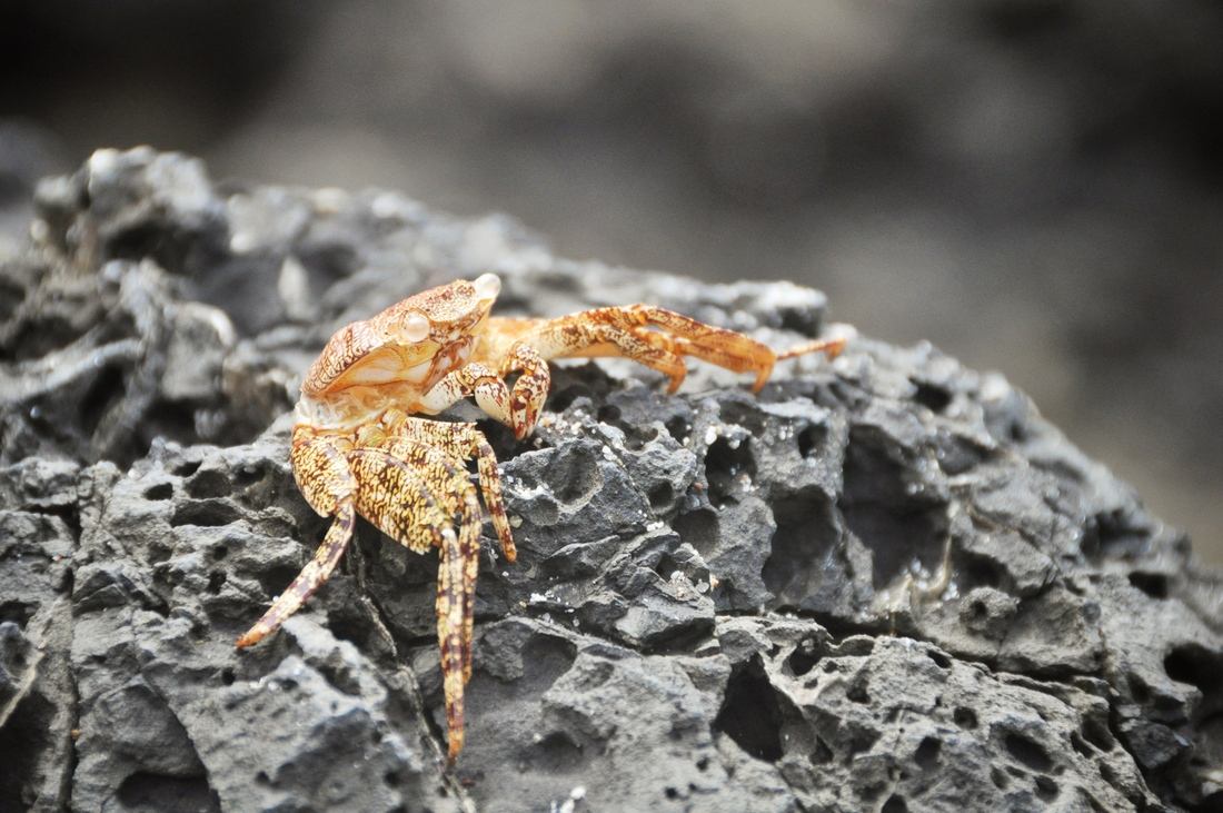 Petit crabe, Parc Manuel Antonio au Costa Rica