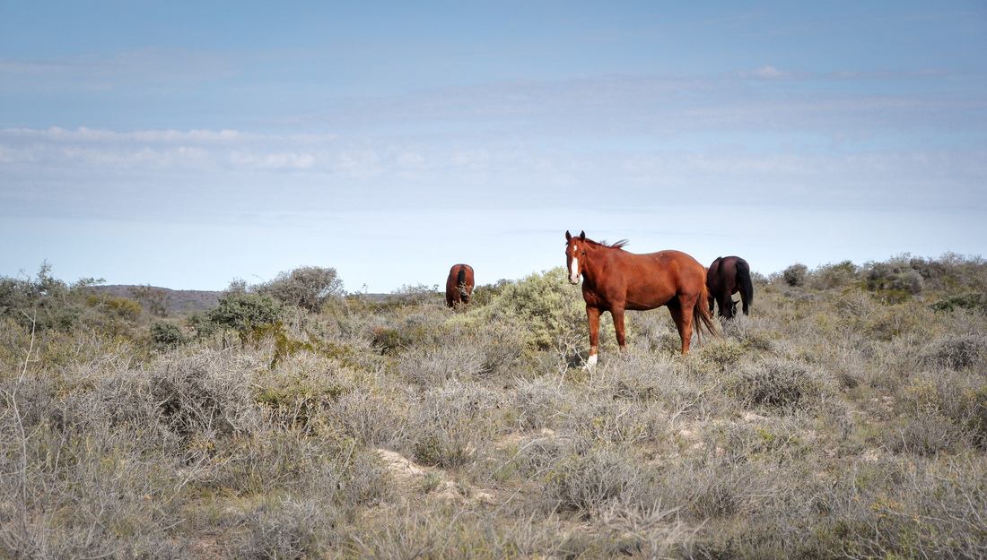 Chevaux de Puerto Madryn