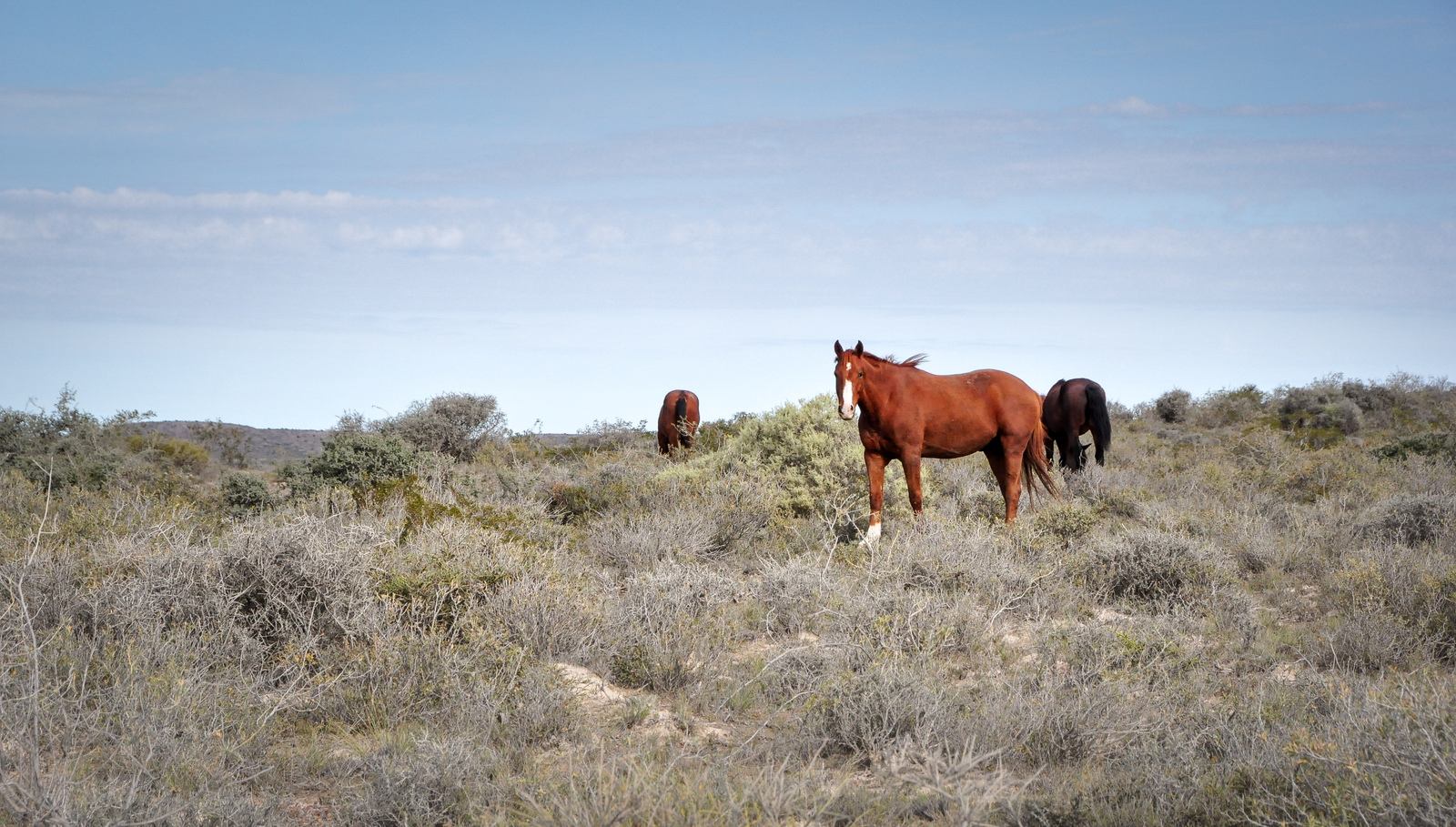 Chevaux de Puerto Madryn