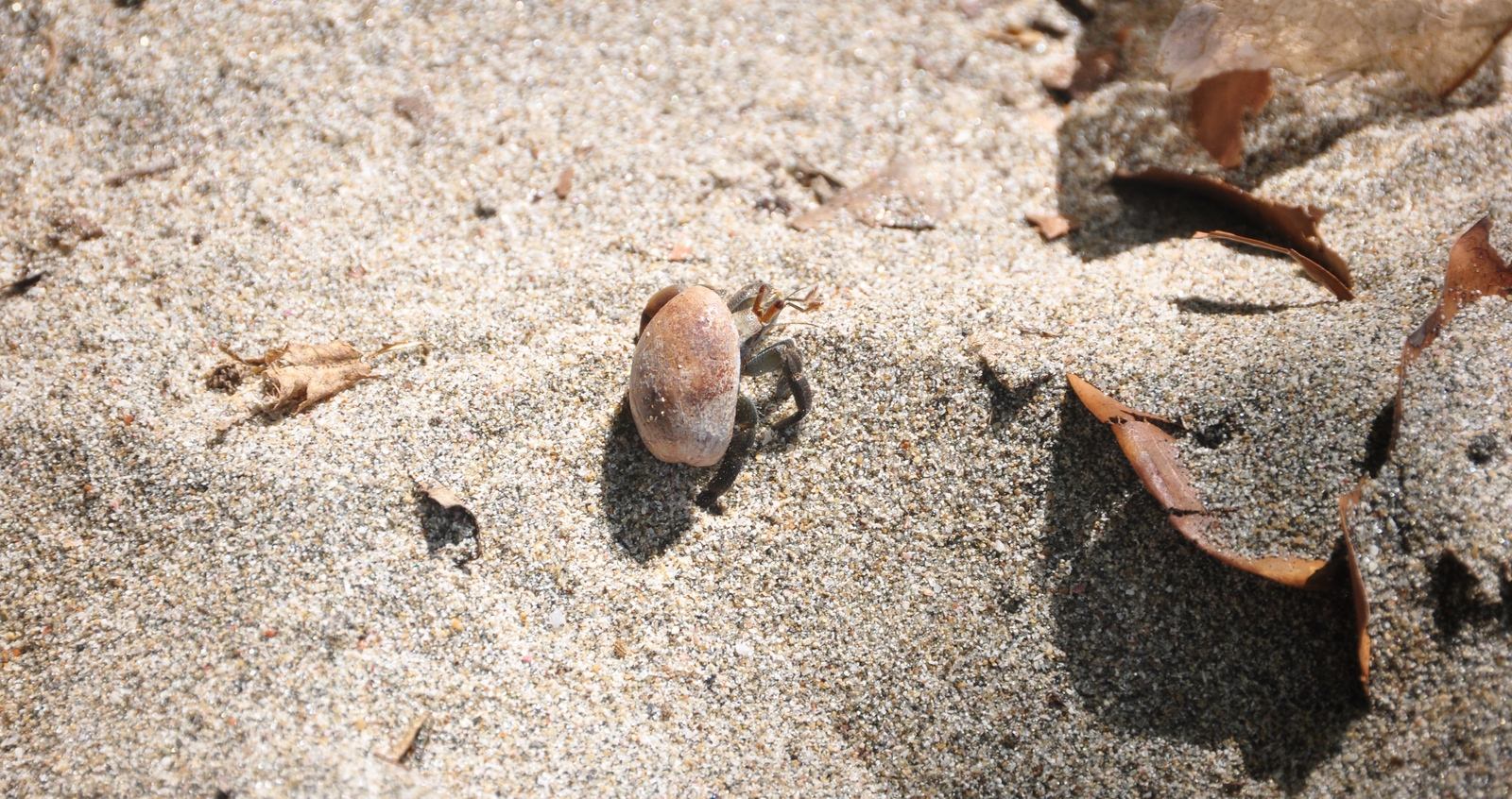 Bernard l'hermine, Parc Manuel Antonio au Costa Rica