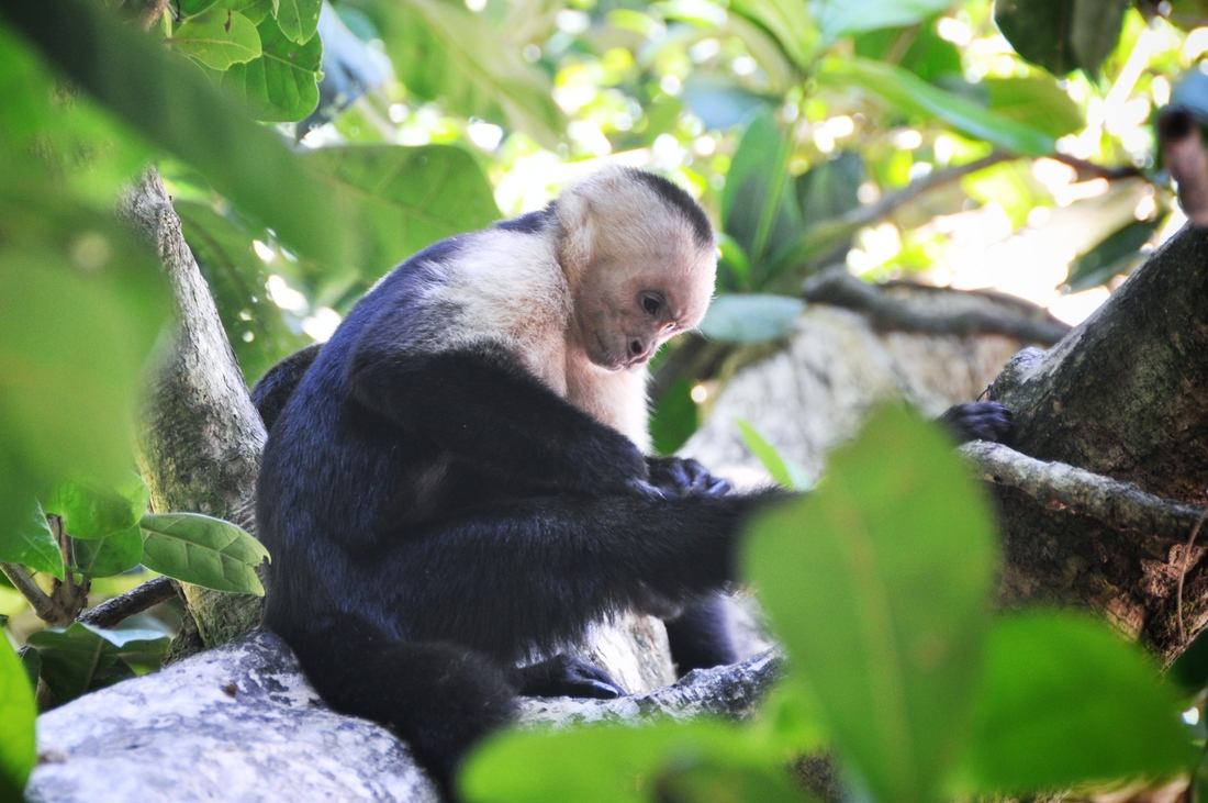 Singe, Parc Manuel Antonio au Costa Rica