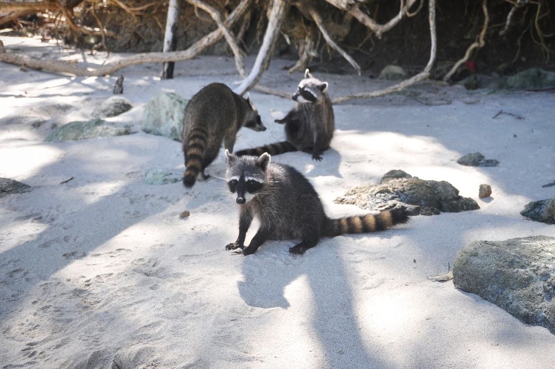 Groupe de ratons laveurs, Parc Manuel Antonio au Costa Rica
