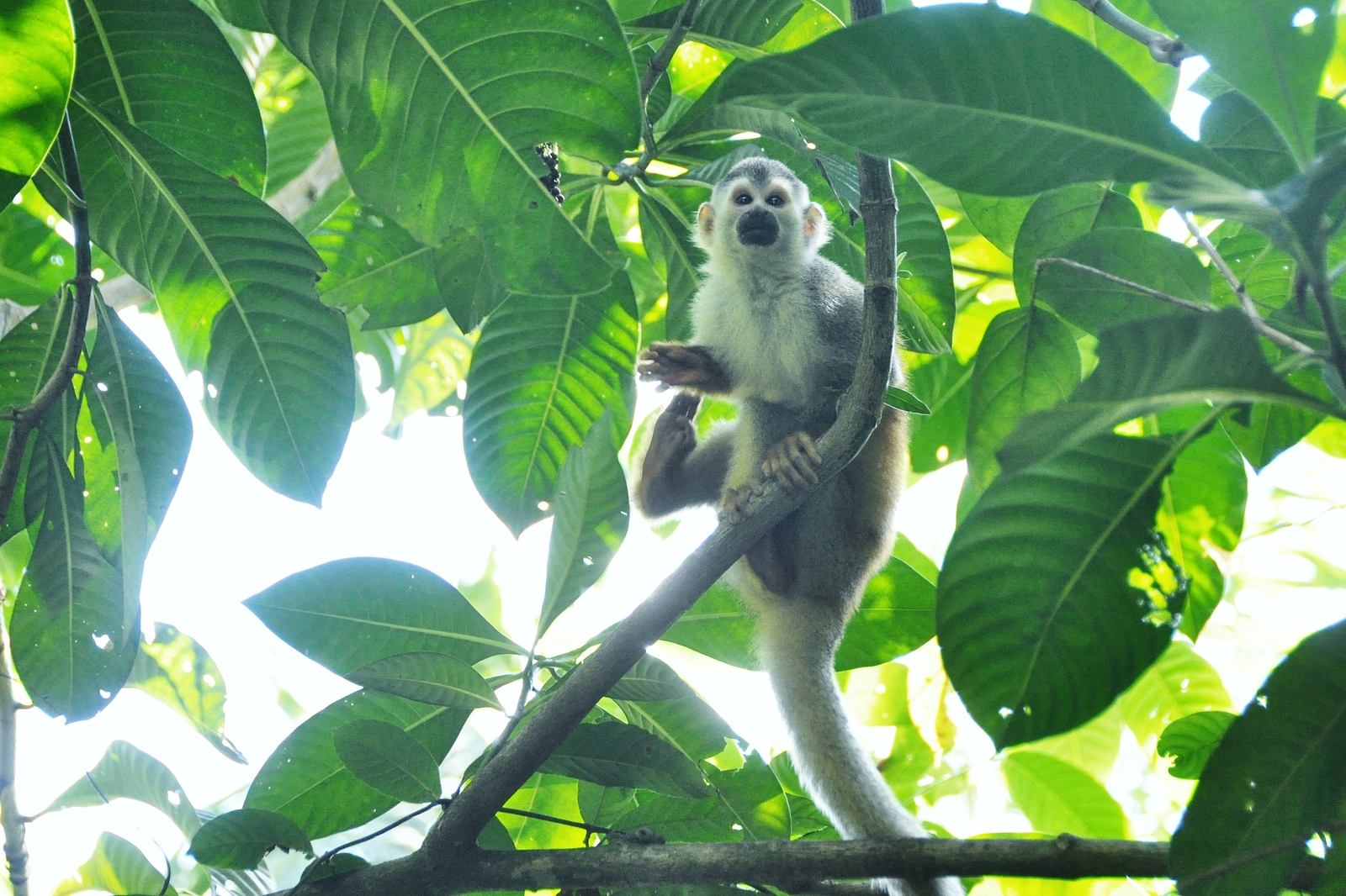 Singe saimiri, Parc Manuel Antonio au Costa Rica