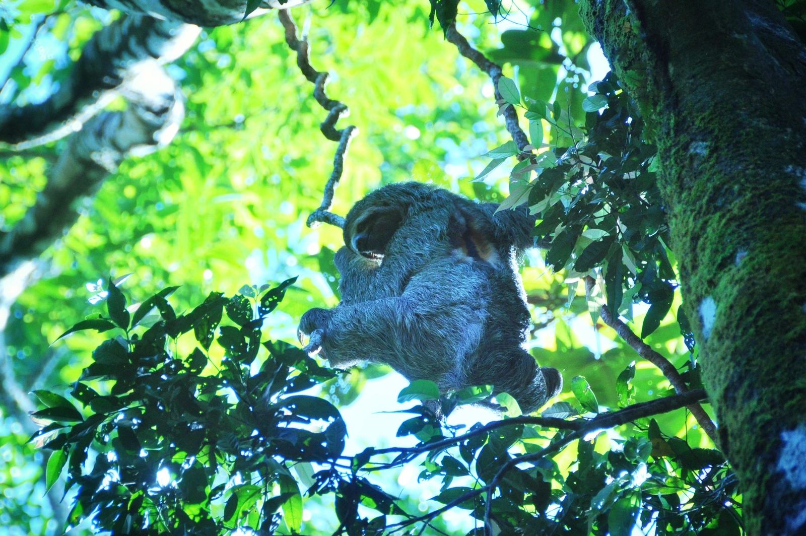 Paresseux, Parc Manuel Antonio au Costa Rica
