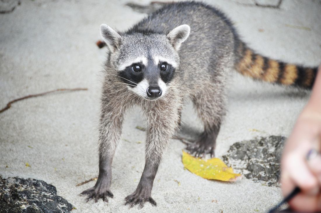 Raton laveur, Parc Manuel Antonio au Costa Rica