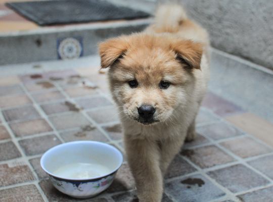 On a testé le Shiba Inu